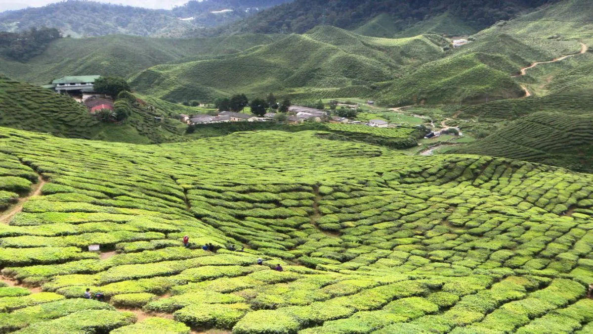 Cameron Highlands - Day Trip Dari Kuala Lumpur