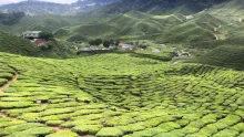 Cameron Highlands - Day Trip Dari Kuala Lumpur