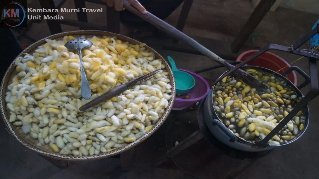 Ulat sutera yang telah diproses untuk dibuat benang